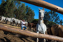Mares and foals in corral, with man pulling mare towards him. During the round up of mares and foals each yeguero (owner of the mares) identifies their animals, separates the foals from their mothers,...
