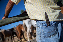 Man with scissors for cutting foal's mane. During the round up of mares and foal's are caught into corrals where each yeguero (owner of the mares)  identifies their animals, separates the foals from t...