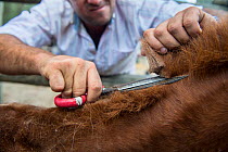 Man cutting foal's mane. During the round up of mares and foals are caught into corrals where each yeguero (owner of the mares) identifies their animals, separates the foals from their mothers, worm t...