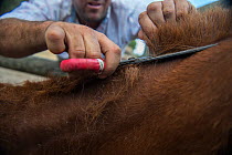 Man cutting foal's mane. During the round up of mares and foals are caught into corrals where each yeguero (owner of the mares) identifies their animals, separates the foals from their mothers, worm t...