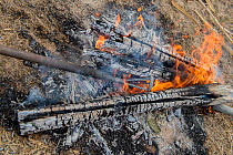 Branding irons heating in fire. Mares and foals are caught into corrals where each yeguero (owner of the mares)  identifies their animals, separates the foals from their mothers, worm them, cut their...