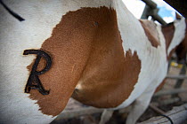 Close up of branded mark on horse. Mares and foals are caught into  corrals where each yeguero (owner of the mares) identifies their animals, separates the foals from their mothers, worm them, cut the...