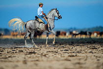 Man on horseback during the round up of mares and foals from marshland to the corrals of the town.  Donana National Park, Spain. September 2014.