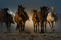 Round up of  mares and foals from marshland to the corrals of the town.  Donana National Park, Spain. September 2014.
