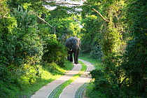 African elephant (Loxodonta africana) walking along track, Isimangaliso Wetland Park; KwaZulu-Natal, South Africa