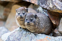 Rock hyrax (Procavia capnsis) Garden Route, Western Cape Province, South Africa.