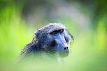 Chacma baboon (Papio ursinus) Garden Route, Western Cape Province, South Africa.