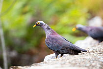African olive pigeon (Columba arquatrix) Garden Route, Western Cape Province, South Africa.
