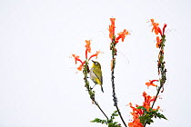 Cape white-eye (Zosterops capensis) perched on Cape honeysuckle (Tecoma capensis) Garden Route National Park, Western Cape Province, South Africa.