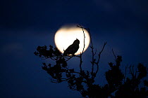 Spotted eagle owl (Bubo africanus) perched in front of the moon, Western Cape Province, South Africa.