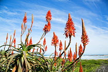 Aloe flowers, Garden Route National Park, Western Cape Province, South Africa.