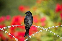 Forktailed drongo (Dicrurus adsimilis) perched on razor wire, Garden Route National Park, Western Cape Province, South Africa.