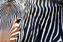 Mountain zebra (Equus zebra) portrait, Mountain Zebra National Park, South Africa