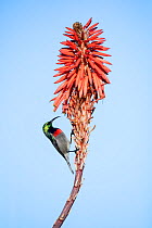 Southern double-collared sunbird (Cinnyris chalybeus) on flowers, Western Cape Province, South Africa.