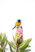 Orange-breasted sunbird (Anthobaphes violacea) Western Cape Province, South Africa.