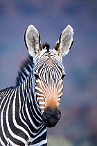 Mountain zebra (Equus zebra) portrait, Western Cape Province, South Africa.