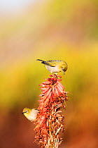 Cape white-eyes (Zosterops capensis) feeding on flowers, Garden Route, Western Cape Province,South Africa.