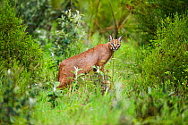 Caracal (Felis caracal) Garden Route National Park, Western Cape Province, South Africa;