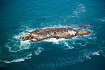 Aerial view of of Cape Fur Seal (Arctocephalus pusillus) colony on Seal Island, Western Cape, South Africa.