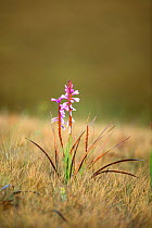 Flower (Watsonia densiflora) Free State Province; Golden Gate National Park; South Africa;