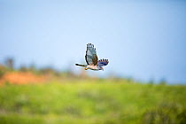African Cuckoo-hawk (Aviceda cuculoides) in flight, Isimangaliso Wetland Park, KwaZulu-Natal, South Africa