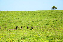Blue wildebeest (Connochaetes taurinus) Isimangaliso Wetland Park; KwaZulu-Natal, South Africa.