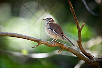 Brown scrub-robin (Cercotrichas signata) Isimangaliso Wetland Park, KwaZulu-Natal, South Africa.