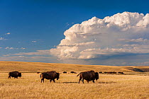 American buffalo / Bison (Bison bison) herd in Fort Peck Assiniboine & Sioux Reservation, in Northeastern Montana, USA, July.