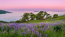 Bald Hills in morning coastal fog engulfing oak trees and fields of Lupins at dawn. Redwood State and National Park, California, USA, May 2018.
