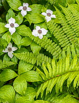 Canadian dogwood (Cornus canadensis) flowers brighten the fern covered forest floor. Olympic National Park, Washington, USA, June.