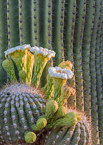 Saguaro cactus (Carnegiea gigantea) flowering, Santa Catalina Mountain Foothills, Colorado National Forest, Arizona, USA, May.
