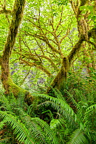Big leaf maple (Acer macrophyllum) draped in moss and surrounded by lush forest understory of sword ferns (Polystichum munitum) Prairie Creek Redwoods State and National Park, California.