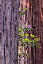 Redwood tree (Sequoia sempervirens) with flowering rhododenron Jedediah Smith Redwoods State Park, California, USA, June.