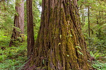 Redwood trees (Sequoia sempervirens) in the lush temperate rain forest, Jedediah Smith Redwood State Park, California, USA. June.