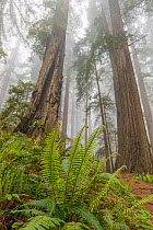 Giant redwood trees (Sequoia sempervirens) in fearly morning fog, Del Norte Redwood National Park, California, USA, June.