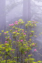 Giant redwood (Sequoia sempervirens) with flowering rhododenron in early morning fog. Del Norte Redwood National Park, California.