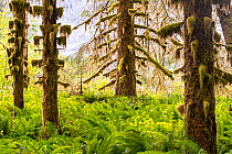 Hoh Rain Forest with moss covered Sitka spruce (Picea sitchenis) trees in morning fog. Olympic National Park, Washington, USA, June.