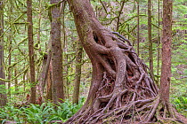 Western hemlocks (Tusga heterophylla) two trees with roots wrapped around dead tree remains, competing for nutrients. Olympic National Park, Washington, USA, June.
