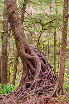 Western hemlocks (Tusga heterophylla) two trees with roots wrapped around dead tree remains, competing for nutrients. Olympic National Park, Washington, USA, June.