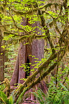 Western red cedar (Thuja plicata) temperate rain forest. Olympic National Park, Washington, USA, June.