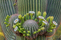 Saguaro cactus (Carnegiea gigantea)flowers, Santa Catalina mountain foothills. Sonoran Desert. Coronado National Forest, Arizona, USA, May.