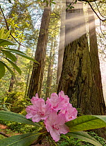 Redwood (Sequoia sempervirens) tree trunk with flowering Rhododenron in early morning fog with rays of sunlight in the forest canopy. Del Norte Redwood National Park, California.