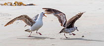 Herring gulls (Larus argentatus) squabbling over clams. The birds drop the clams from height to open them, but this can allow another bird to steal it. Coronado Island, San Diego, California. USA, May...