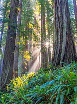 Rays of low sunlight through Douglas fir (Pseudotsuga menziesii) trees in early morning fog, Redwood State and National Parks, California, USA. May.