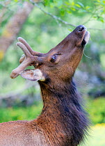 Roosevelt elk (Cervus canadensis roosevelti) stag in velvet, Del Norte Redwoods National Park, California, USA. June Completed Review
