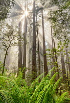 Coast redwood (Sequoia sempervirens) with foggy dawn light. creating rays in the forest canopy. Del Norte Redwood National Park, California, USA. June.