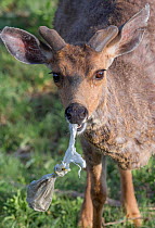 Black-tail deer (Odocoileus hemionus columbianus) eating improperly disposed garbage along with plastic wrapping. Olympic National Park, Washington, USA, June.