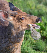 Black-tail deer (Odocoileus hemionus columbianus) eating improperly disposed garbage along with plastic wrapping. Olympic National Park, Washington, USA, June.