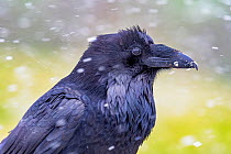 Raven (Corvus corax) in a blizzard on Hurricane Ridge, Olympic National Park, Washington, USA. Nictitating membrane sequence 1/2