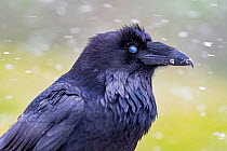 Raven (Corvus corax) with nictitating membrane over eye, in a blizzard on Hurricane Ridge, Olympic National Park, Washington, USA. Sequence 2/2